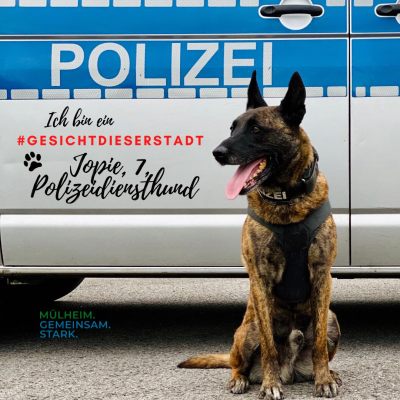 Auf dem Bild ist Schäferhund zu sehen, der vor einem Polizeiauto sitzt, mit dem Schriftzug: Ich ein #GesichtdieserStadt": Jopie, 7, Polizeidiensthund